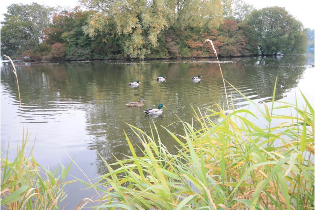 Lakelands Craigavon Eksteriør billede